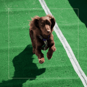A brown dog with floppy ears runs towards the camera on a green sports field. The field has white lines, and there is a shadow to the left. The dog has a collar and harness.