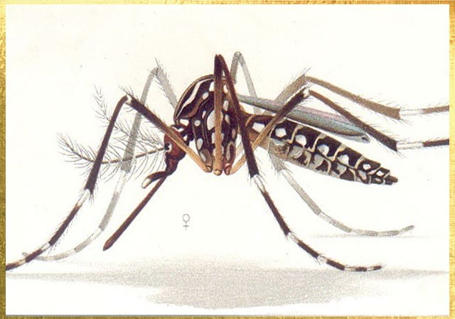 Image of Mosquito