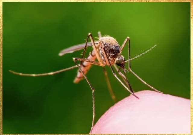 A close-up of a mosquito with long legs and wings perched on a person's skin, set against a blurred green background.