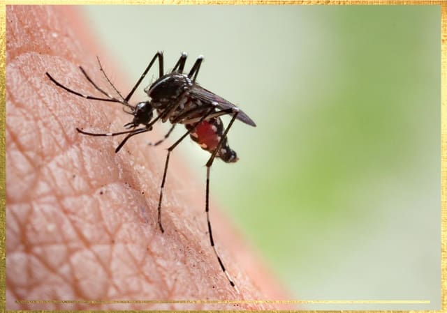 Close-up image of a mosquito piercing human skin with its proboscis. The mosquito's body appears dark, with a slightly transparent abdomen that shows red, indicating blood intake. The background is softly blurred in green shades.