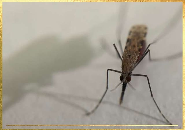 Close-up of a mosquito perched on a light surface, showcasing its slender body and long legs. Partial shadow visible in the background.