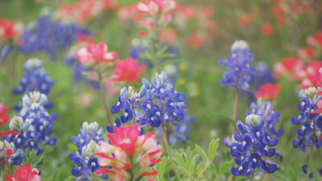 Picture shows Texas bluebonnets and says Texas Smartscape Month