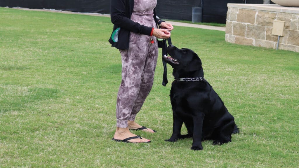 A person in a patterned outfit stands on grass, holding a treat. A black Labrador sits attentively, looking up at the person. A stone wall and a dark fence are in the background.