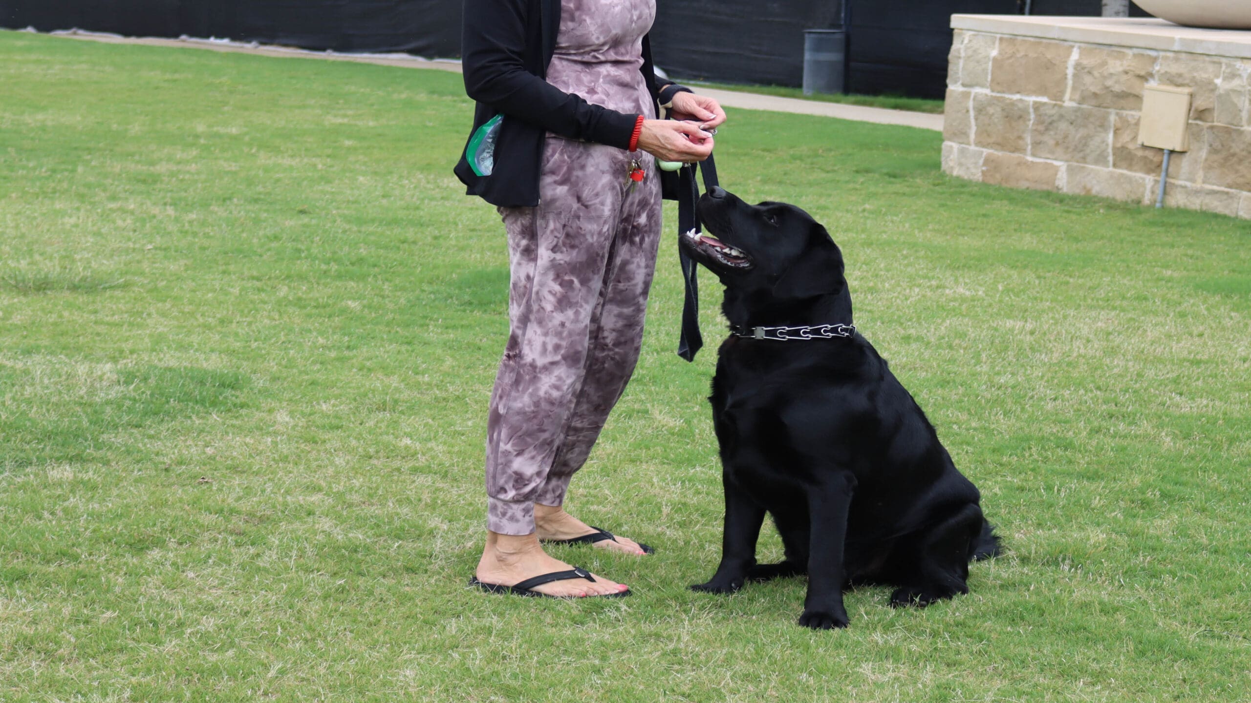 A person in a patterned outfit stands on grass, holding a treat. A black Labrador sits attentively, looking up at the person. A stone wall and a dark fence are in the background.
