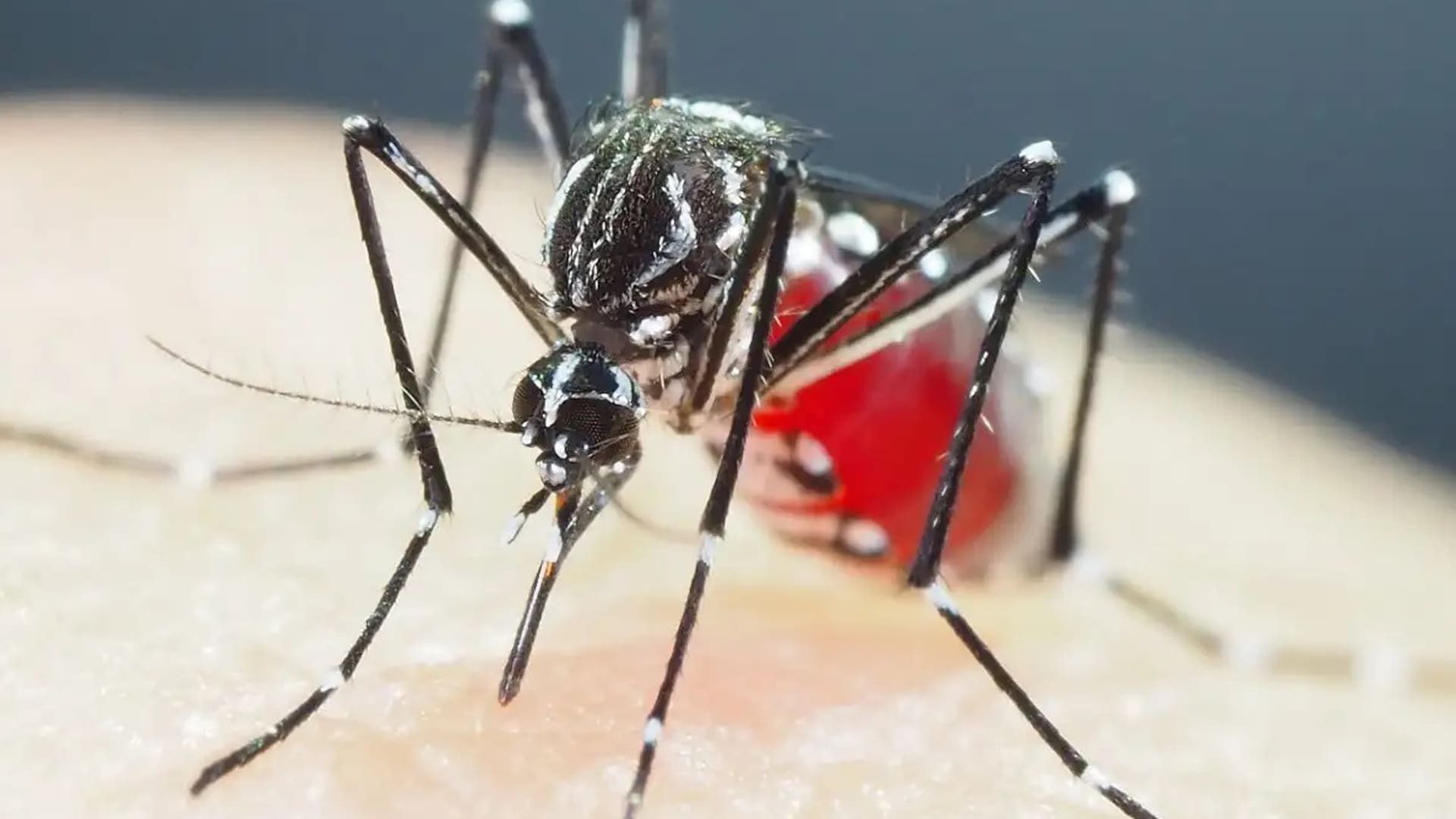 Close-up of a mosquito with black and white striped legs and body, feeding on human skin. Its abdomen is red and engorged with blood. The background is blurred and dark.