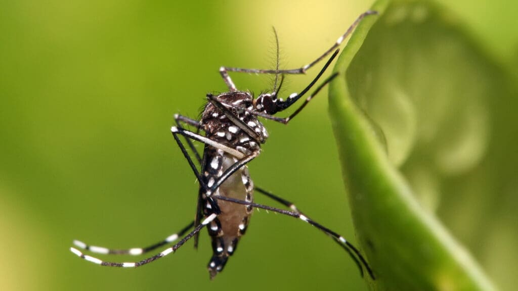 Close-up of a mosquito with a black body and white markings perched on a green leaf against a blurred green background.
