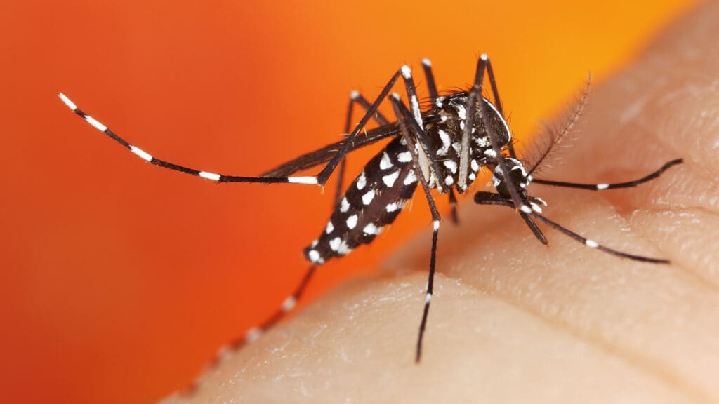 A close-up image of a black and white-striped mosquito on human skin, set against an orange blurred background. The mosquito's body and legs are covered in distinctive contrasting stripes.