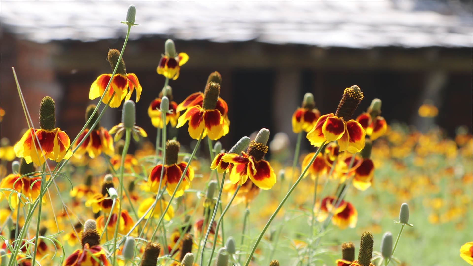 A close-up of vibrant yellow and red wildflowers with elongated centers, blooming in a sunlit field. A blurred building structure is visible in the background.