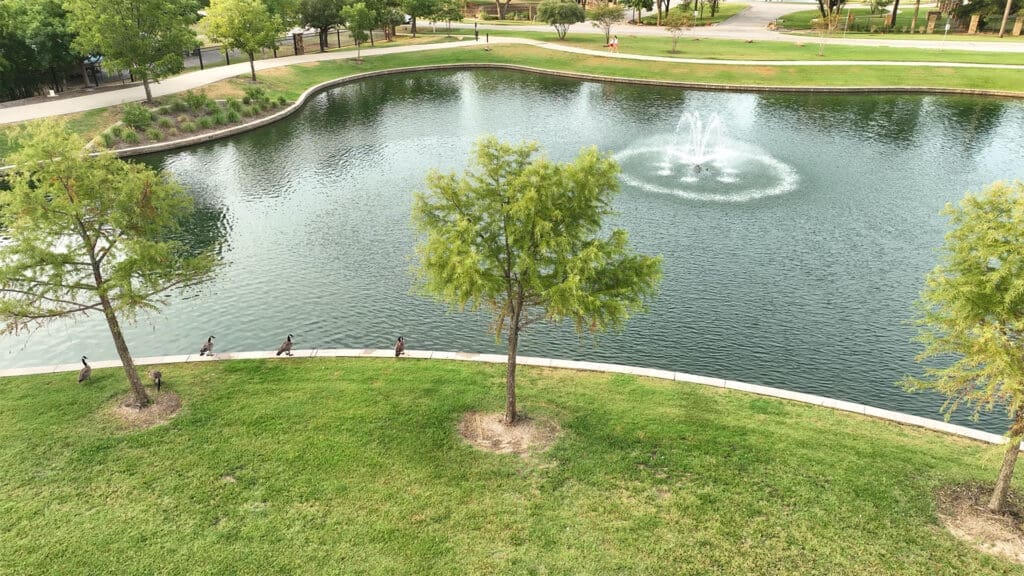 A pond with a fountain in the center, surrounded by green grass and trees. Several ducks are walking along the curved edge of the pond. Paths and more trees are visible in the background.