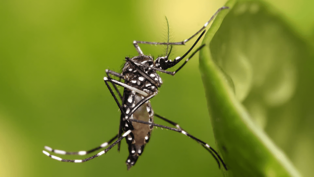 A close-up of a black mosquito with white spots on its legs and body, clinging to the edge of a green leaf, with a blurred green background.